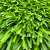 Искусственная трава Optigrass C-Classic 40 MF фото 