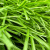 Искусственная трава Optigrass XWR 60 MF фото 